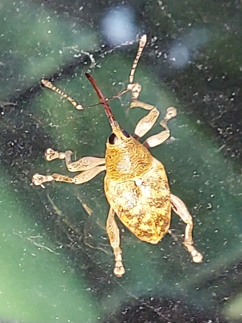 Curculio