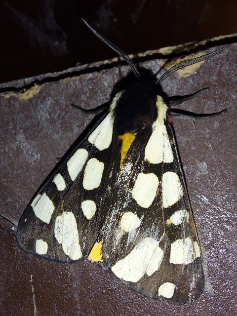 fekete medvelepke - Arctia villica