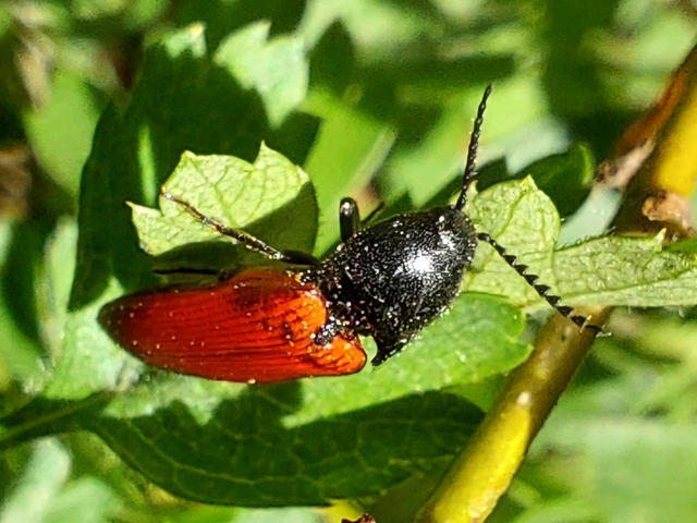 Ampedus