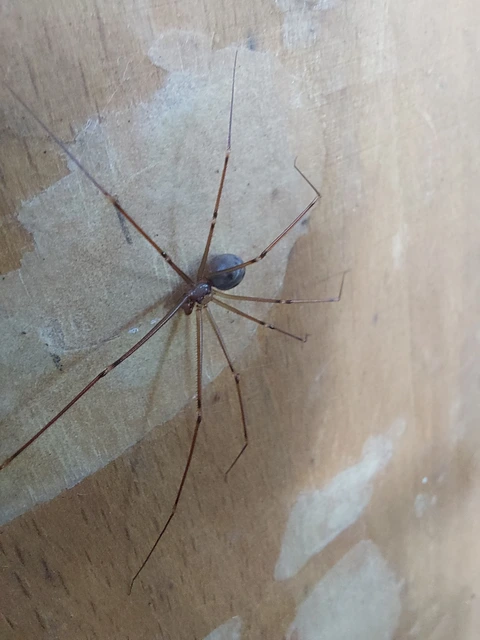 mintás álkaszáspók - Hoplopholcus forskali