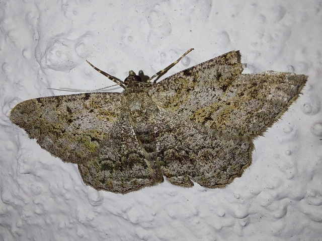 ékköves faaraszoló - Peribatodes rhomboidaria