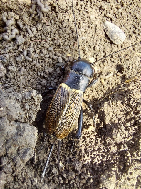 Gryllus campestris - mezei tücsök Gryllus campestris - mezei tücsök