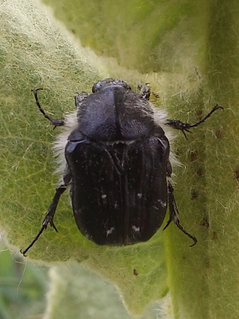 bundás virágbogár - Tropinota hirta