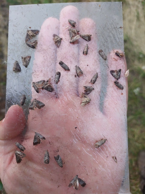 almamoly - Cydia pomonella