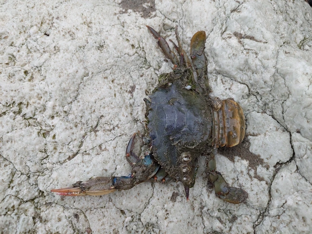 Crustacea - Rákok