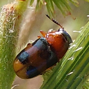 sárgalábú hullóbogár - Coptocephala unifasciata