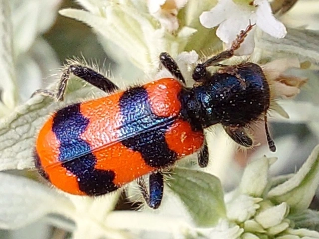 szalagos méhészbogár - Trichodes apiarius