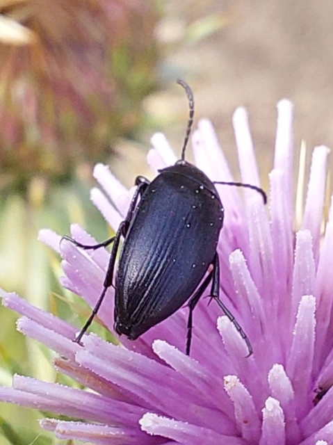 szerecsenbogár - Podonta nigrita