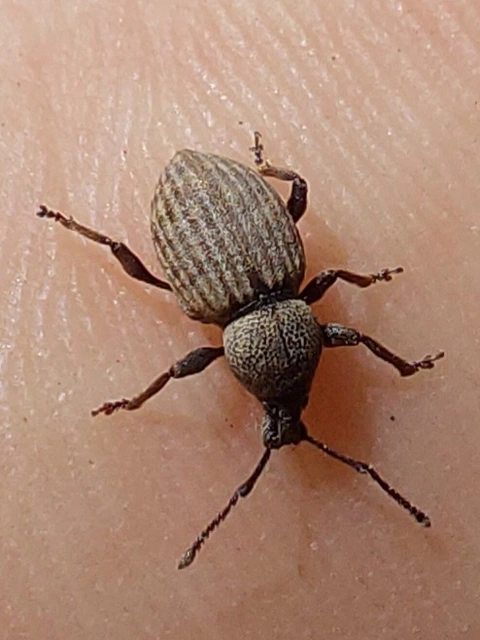 molyhos gyalogormányos - Otiorhynchus raucus