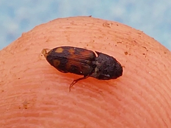 változékony pattanó - Drasterius bimaculatus