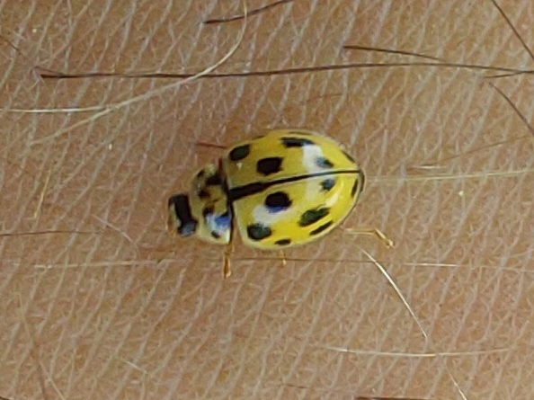 tizennégypettyes füsskata - Propylea quatuordecimpunctata