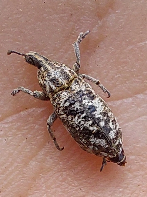 márványos barkó - Cyphocleonus dealbatus