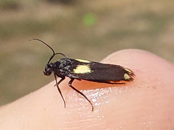 aranyfarú zöldmoly - Scythris sinensis