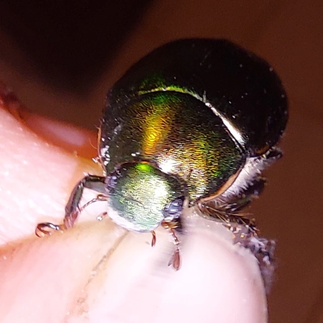 nagy fináncbogár - Anomala vitis