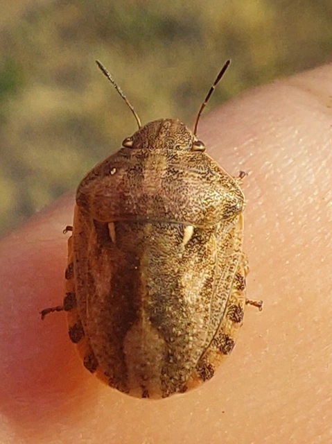 Eurygaster Eurygaster