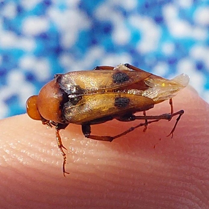 Macrosiagon bimaculata - sarkantyús darázsbogár