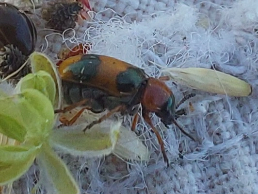 Coptocephala unifasciata - sárgalábú hullóbogár