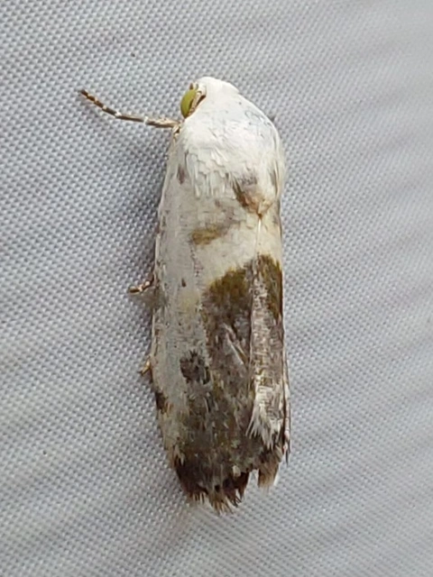 parlagfűbagoly - Ponometia candefacta