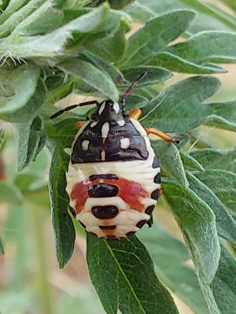 Carpocoris Carpocoris