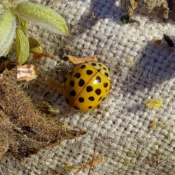 huszonkétpettyes katica - Psyllobora vigintiduopunctata