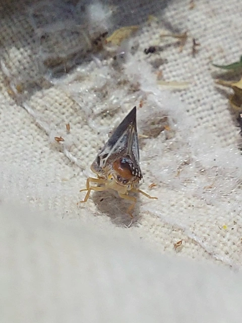 amerikai lepkekabóca - Metcalfa pruinosa