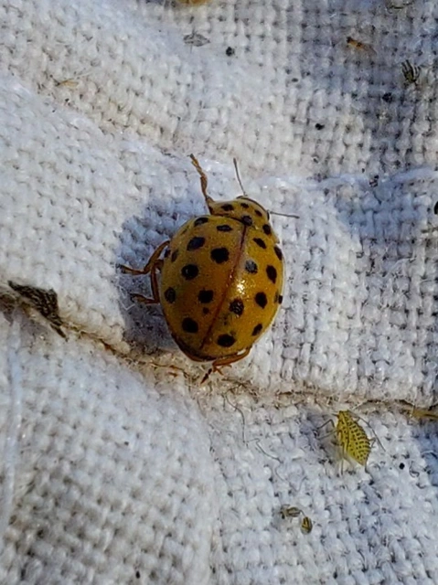 Psyllobora vigintiduopunctata - huszonkétpettyes katica