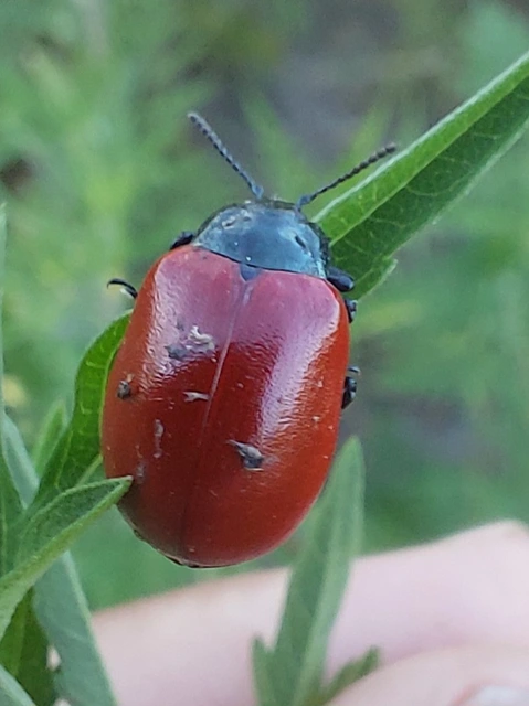 Chrysomela