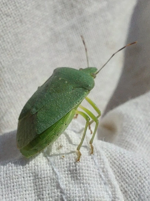 Nezara viridula - zöld vándorpoloska