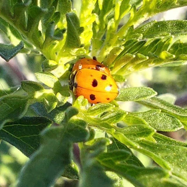 Hippodamia variegata - tizenhárompettyes katica