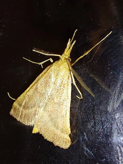 hosszúlábú fényilonca - Synaphe punctalis