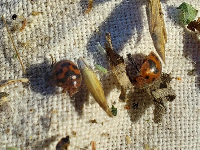 lucernaböde - Subcoccinella vigintiquatuorpunctata