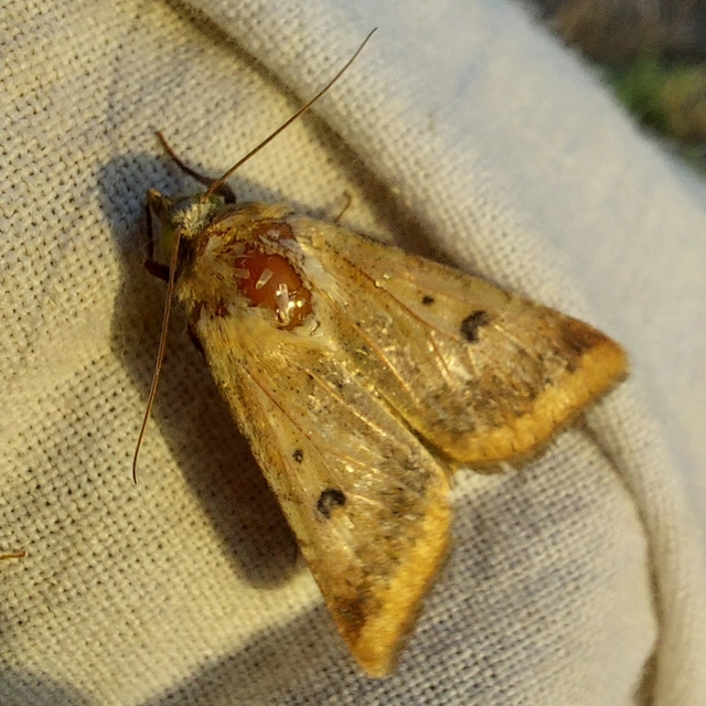 kukorica-veteménybagoly - Helicoverpa armigera