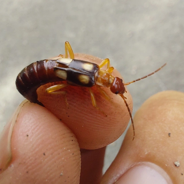 Forficula smyrnensis - szmirnai fülbemászó