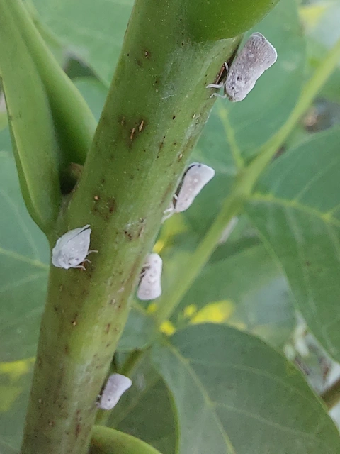 Metcalfa pruinosa - amerikai lepkekabóca