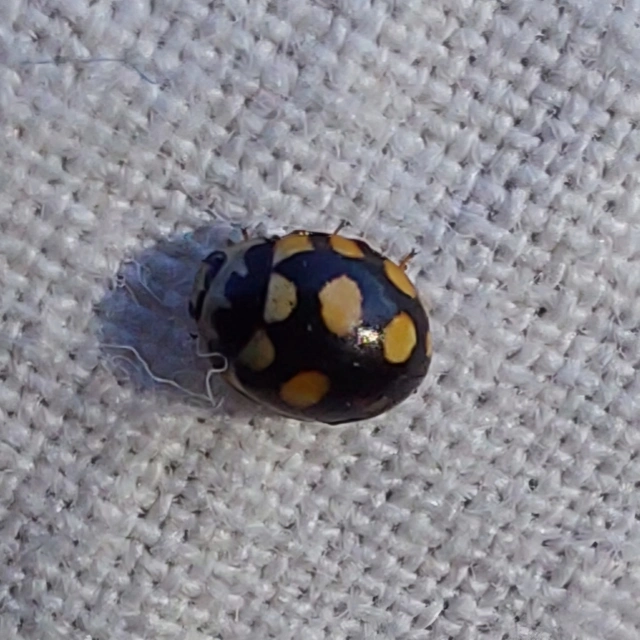 feketesárga katóka - Coccinula quatuordecimpustulata