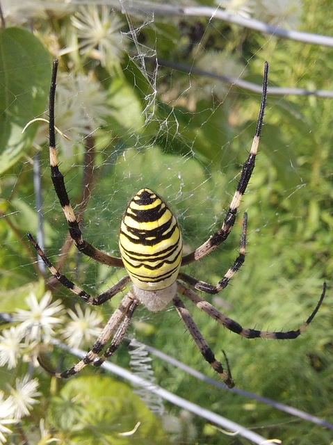 darázspók - Argiope bruennichi
