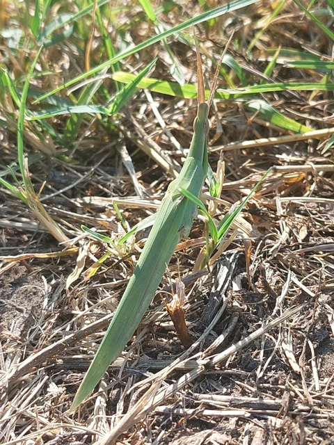 Acrida ungarica - sisakos sáska Acrida ungarica - sisakos sáska