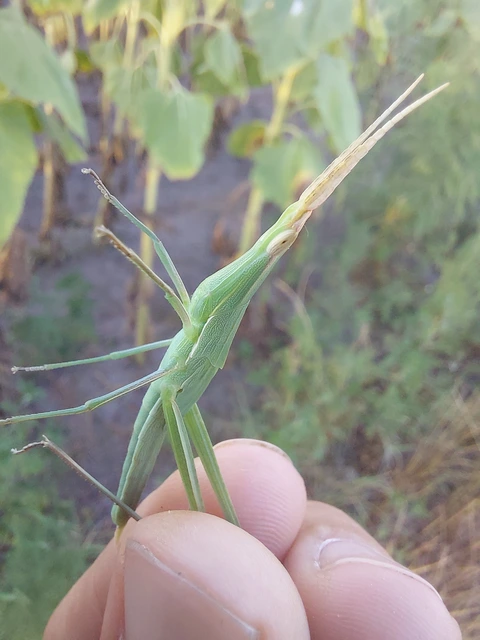 Acrida ungarica - sisakos sáska Acrida ungarica - sisakos sáska