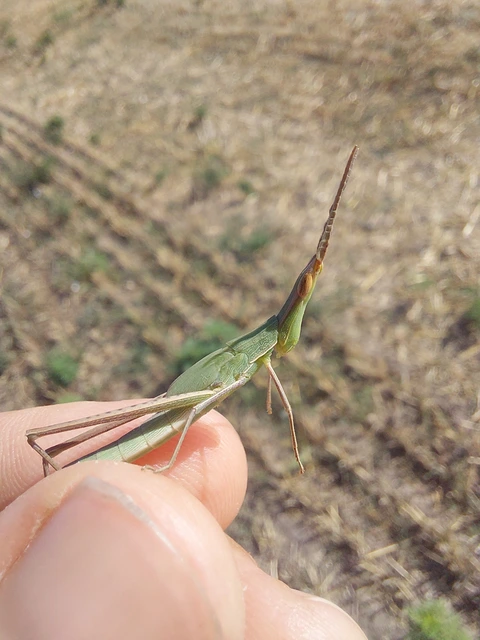 Acrida ungarica - sisakos sáska Acrida ungarica - sisakos sáska