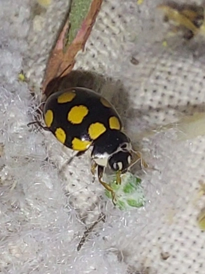 Coccinula quatuordecimpustulata - feketesárga katóka