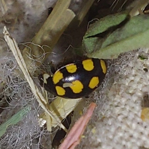 Coccinula quatuordecimpustulata - feketesárga katóka