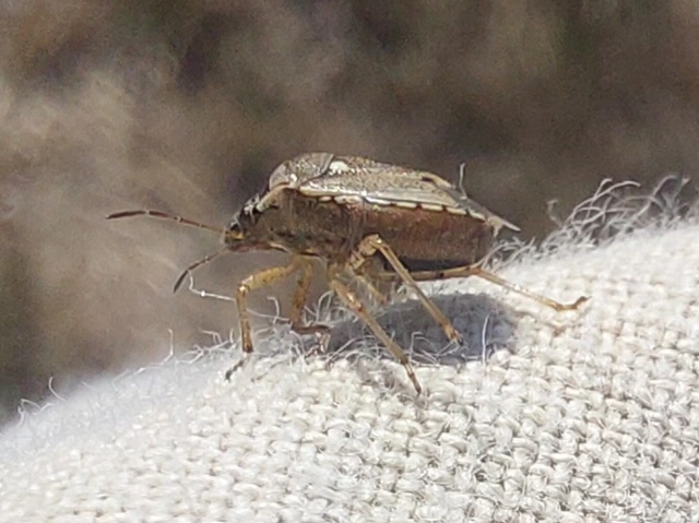 Eysarcoris Eysarcoris