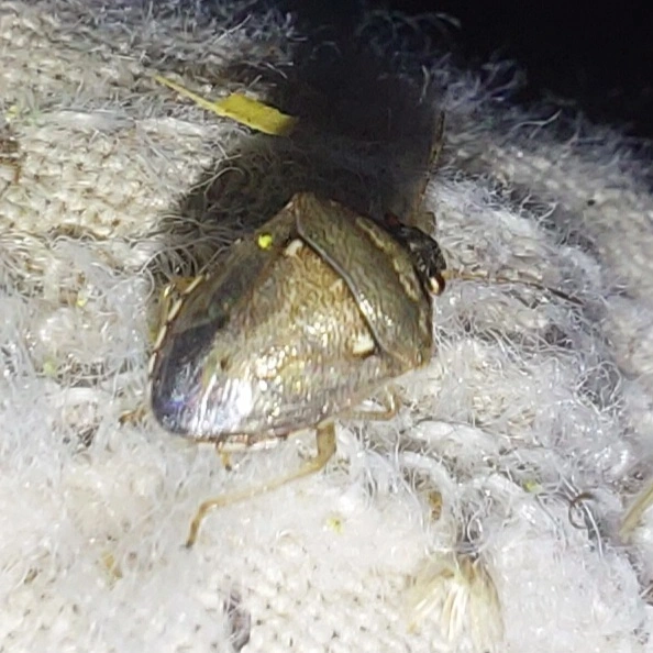 Eysarcoris ventralis - fakó feketefejű-poloska Eysarcoris ventralis - fakó feketefejű-poloska