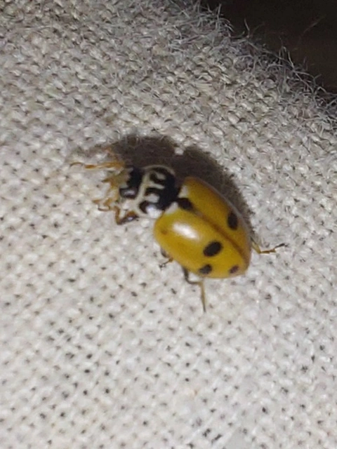 Hippodamia variegata - tizenhárompettyes katica