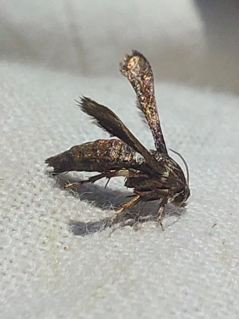 folyófűszitkár - Microsphecia brosiformis