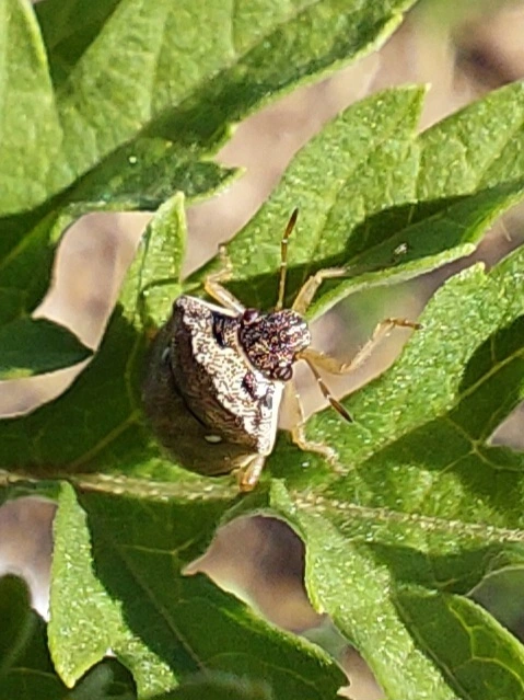 Eysarcoris ventralis - fakó feketefejű-poloska Eysarcoris ventralis - fakó feketefejű-poloska