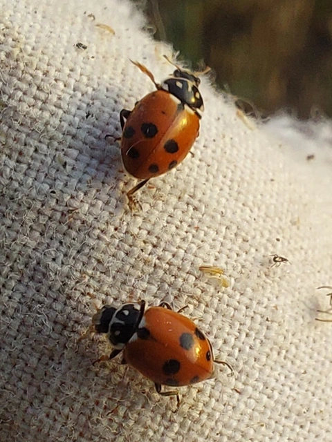 Hippodamia variegata - tizenhárompettyes katica