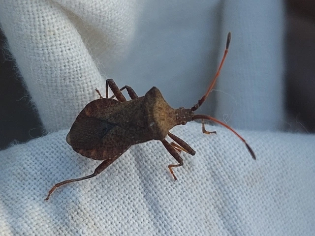 Coreus marginatus - közönséges karimáspoloska