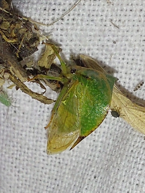 bivalykabóca - Stictocephala bisonia