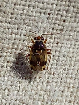 Orthops